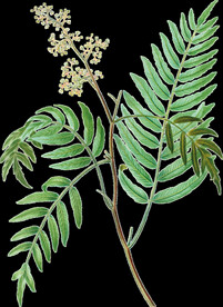 花草绿叶透明背景图片