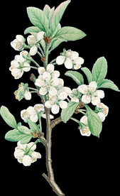 小白花透明背景图片