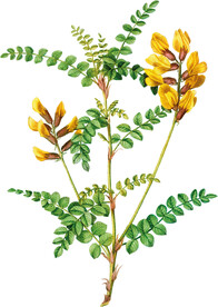 黄色花透明背景图片