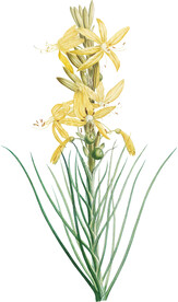 黄色花透明背景图片