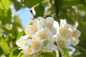 茉莉花图片素材