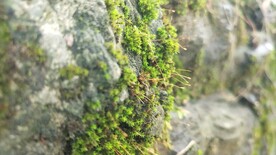 苔藓岩石背景图