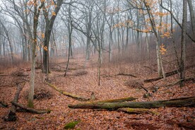 秋冬季节的树林