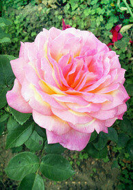 植物 花木 月季花  月月红 