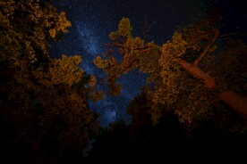 树林上空的星空