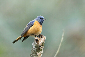 八色鸫红尾鸲朱雀鸟