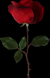 红玫瑰花