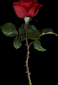 红玫瑰花