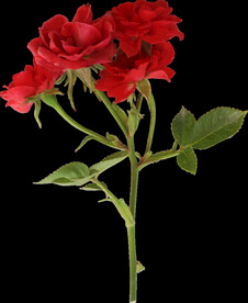 红玫瑰花