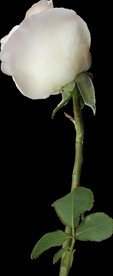 白玫瑰