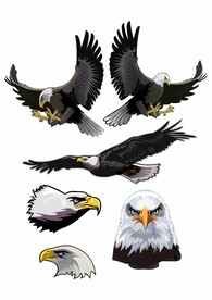 雄鹰展翅 高飞 侧面正面