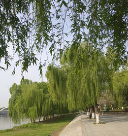 水岸杨柳