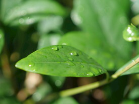 绿叶上的水珠