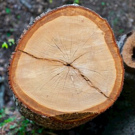 木头横截面