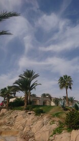 园林里的蒲葵树和椰子树