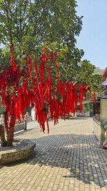寺庙许愿树
