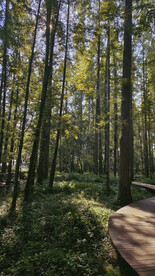 深林公园林间小路