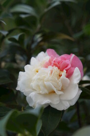 双色山茶花
