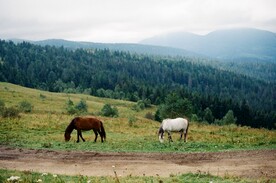 山上草地上的马