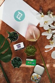 绿植多肉和花烛场景