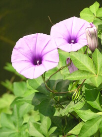紫色牵牛花