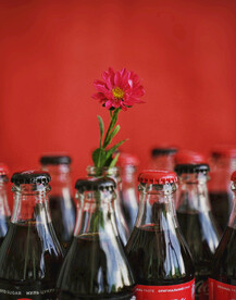 菊花和可乐饮料