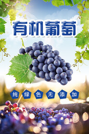 有机葡萄 海报