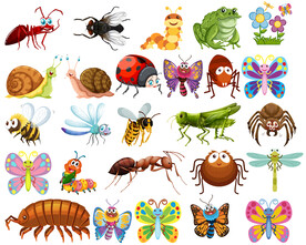 各种昆虫