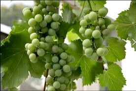 葡萄