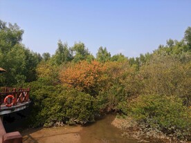 大亚湾红树林