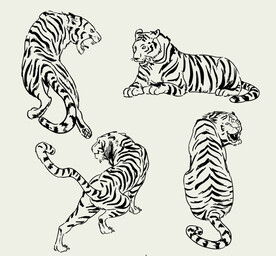 老虎插画