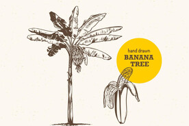 手绘香蕉树
