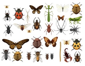 昆虫矢量