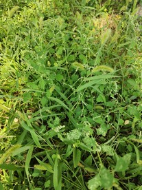 草丛 草坪 草地 绿化 小草 