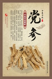 党参 中医中药材