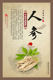 人参 中医中药材