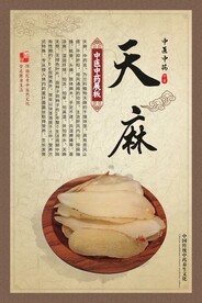 天麻 中医中药材