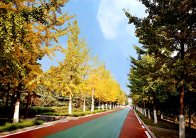银杏树大道