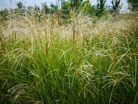 芭茅