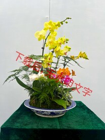 花卉盆栽组合