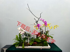 花卉盆栽组合