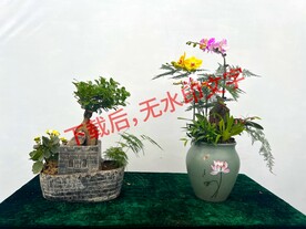  花卉盆栽组合