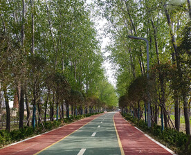 林荫大道