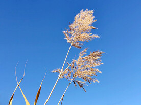 芦苇花