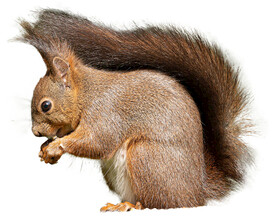 松鼠