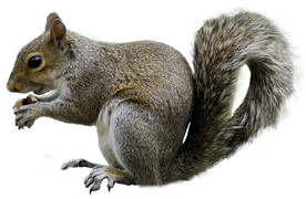 松鼠