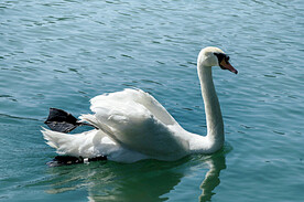 天鹅图