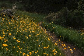 山路边的小黄花
