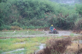 白鹭鸟 农机耕田 农村劳作场景