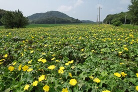 丝瓜基地航拍